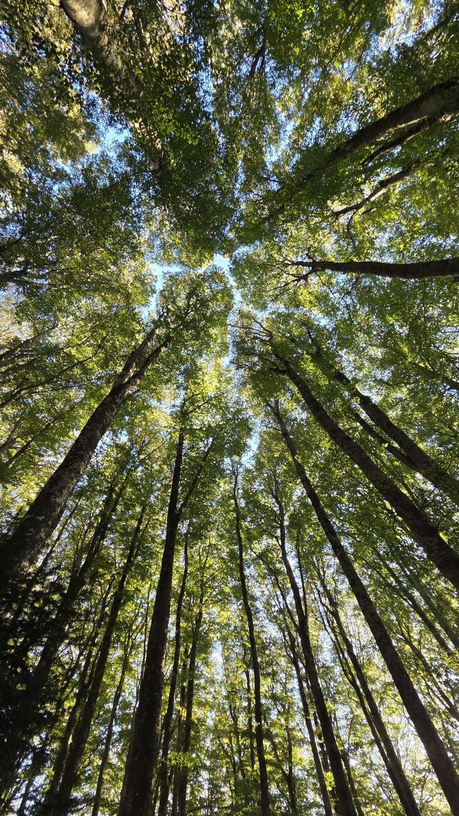 Albero in un paesaggio naturale